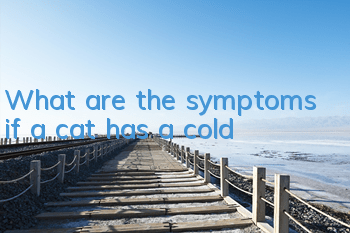 What are the symptoms if a cat has a cold?