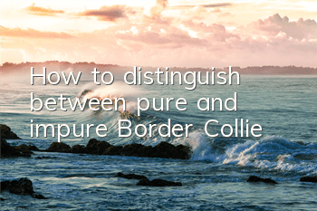 How to distinguish between pure and impure Border Collie