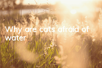 Why are cats afraid of water?
