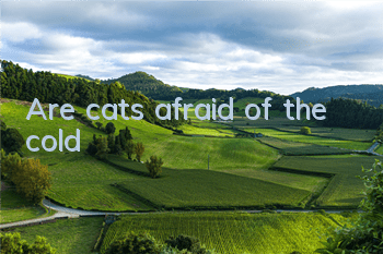 Are cats afraid of the cold?