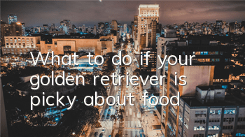 What to do if your golden retriever is picky about food