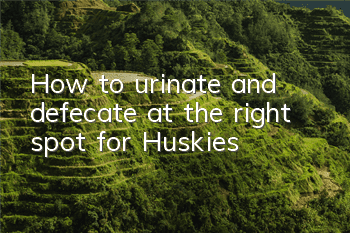 How to urinate and defecate at the right spot for Huskies