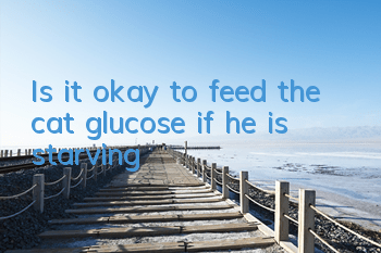 Is it okay to feed the cat glucose if he is starving?