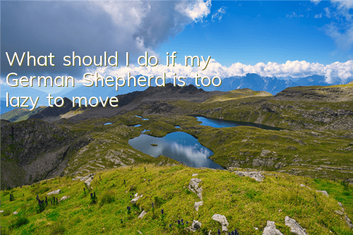 What should I do if my German Shepherd is too lazy to move?