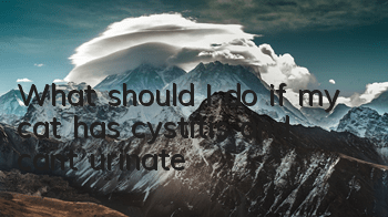 What should I do if my cat has cystitis and can’t urinate?