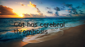Cat has cerebral thrombosis