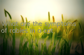 What are the symptoms of rabies in a cat?
