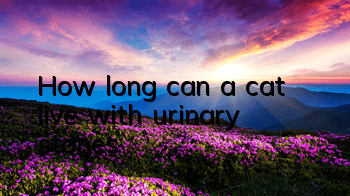 How long can a cat live with urinary stones?