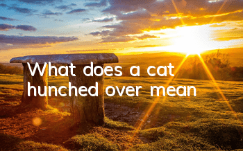 What does a cat hunched over mean?