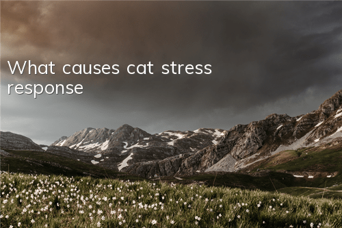 What causes cat stress response?