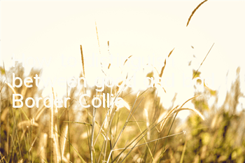 How to distinguish between good and bad Border Collie