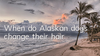 When do Alaskan dogs change their hair?
