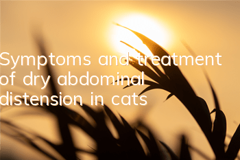 Symptoms and treatment of dry abdominal distension in cats