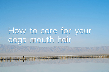 THow to care for your dog’s mouth hair