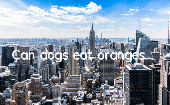 TCan dogs eat oranges?
