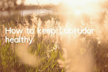 How to keep Labrador healthy