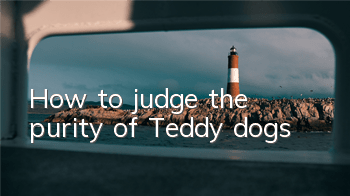 How to judge the purity of Teddy dogs