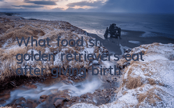 What food should golden retrievers eat after giving birth?