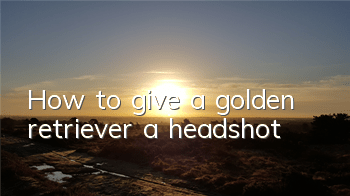 How to give a golden retriever a headshot