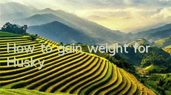 How to gain weight for Husky
