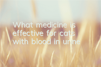 What medicine is effective for cats with blood in urine?