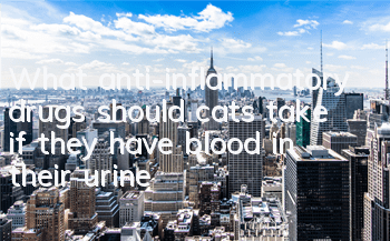 What anti-inflammatory drugs should cats take if they have blood in their urine?
