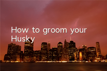 How to groom your Husky