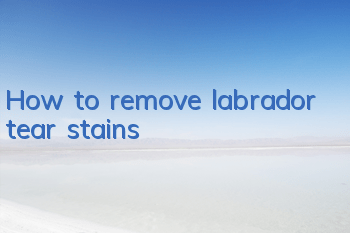 How to remove labrador tear stains