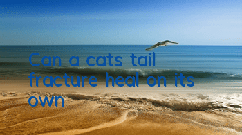 Can a cat’s tail fracture heal on its own?