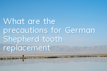What are the precautions for German Shepherd tooth replacement?