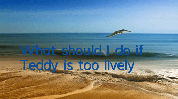 What should I do if Teddy is too lively?