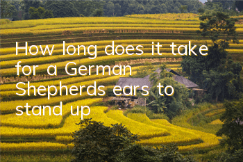 How long does it take for a German Shepherd’s ears to stand up?