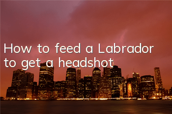 How to feed a Labrador to get a headshot