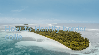 How to identify border collie
