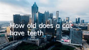 How old does a cat have teeth?