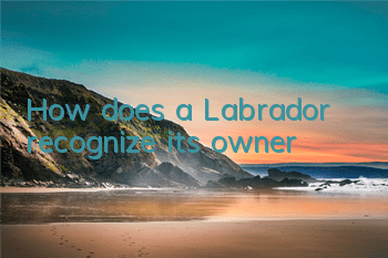 How does a Labrador recognize its owner?