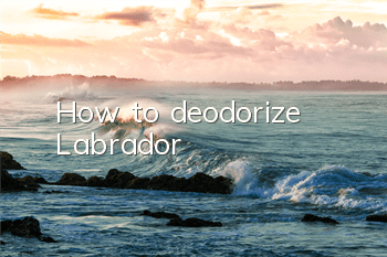 How to deodorize Labrador