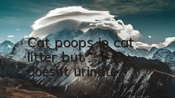 Cat poops in cat litter but doesn't urinate