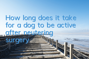 How long does it take for a dog to be active after neutering surgery?
