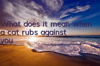 What does it mean when a cat rubs against you?