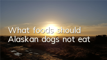 What foods should Alaskan dogs not eat?