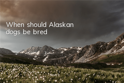 When should Alaskan dogs be bred?