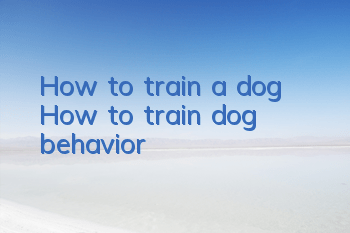 THow to train a dog? How to train dog behavior!