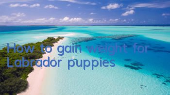 How to gain weight for Labrador puppies