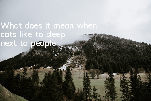 What does it mean when cats like to sleep next to people?