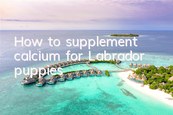 How to supplement calcium for Labrador puppies