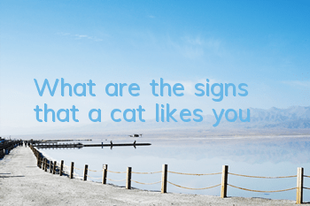 What are the signs that a cat likes you?
