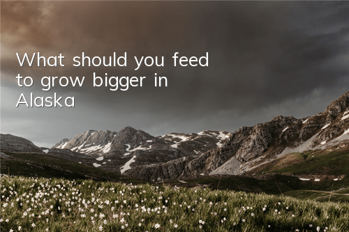 What should you feed to grow bigger in Alaska?