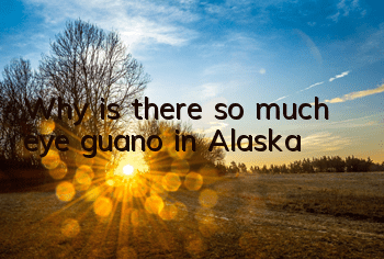 Why is there so much eye guano in Alaska?