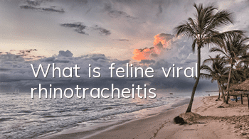 TWhat is feline viral rhinotracheitis?